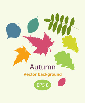 Autumnal greeting card with leave vector