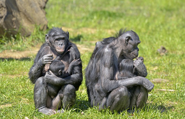 Naklejka premium Bonobos et leurs petits