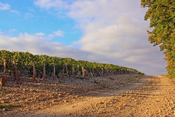 Chemin pierreux près des vignes (Bourgogne France)