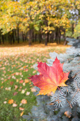 Autumn leaf on a branch of spruce