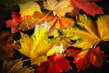 Naklejka na ściany i meble Colorful autumn wet maple leaves on black