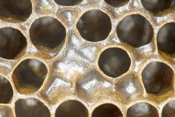 honeycomb candy close-up