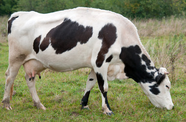 white black cow