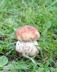 mushroom in grass