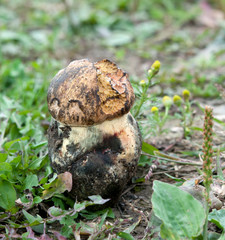 forest mushroom