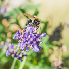 On Top Of The Floral World