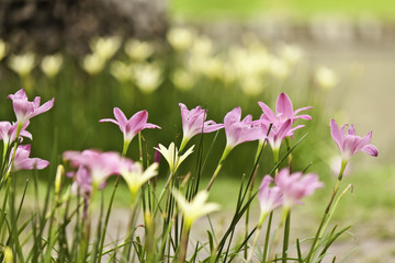 beauty of flower in garden