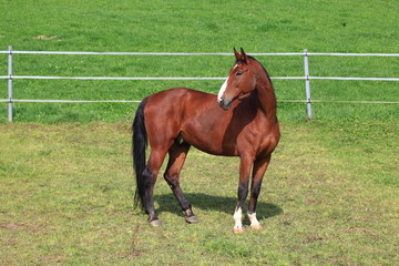 k&uuml;he auf der wiese