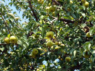 Summer crop of apples