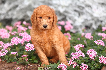 Standard Poodle Puppy Sits in Flowers