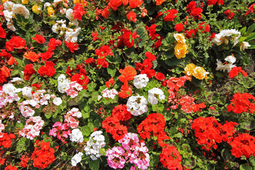 Colorful geraniums in blossom