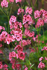 Nemesia (Nemesia strumosa)