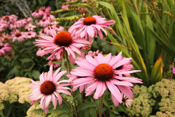 Beautiful summer flowers