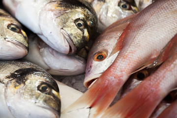 Doraden und Red Snapper