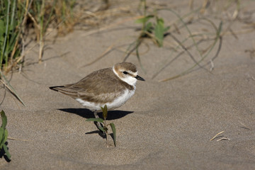 Kentish plover, Charadrius alexandrinus
