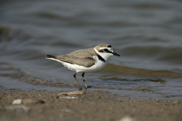 Kentish plover, Charadrius alexandrinus