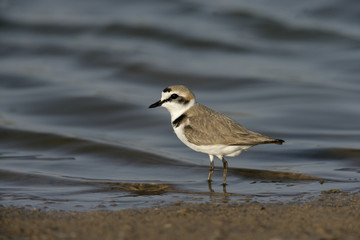 Kentish plover, Charadrius alexandrinus