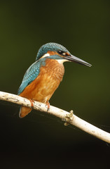 European kingfisher, Alcedo atthis