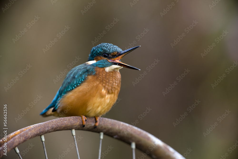 Poster European kingfisher, Alcedo atthis