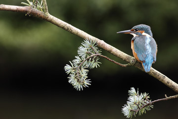 European kingfisher, Alcedo atthis