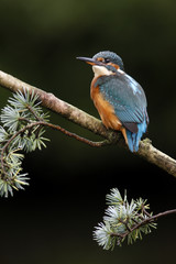 European kingfisher, Alcedo atthis