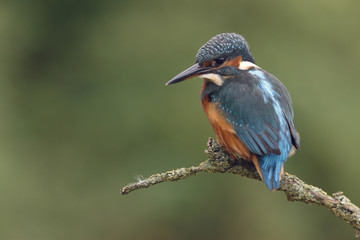 European kingfisher, Alcedo atthis