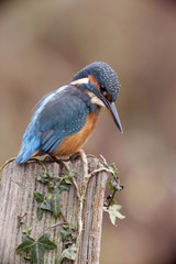European kingfisher, Alcedo atthis