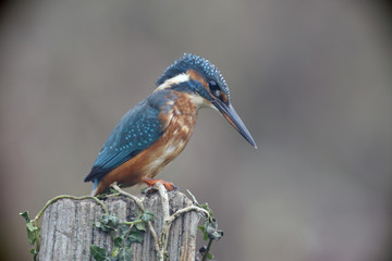 European kingfisher, Alcedo atthis