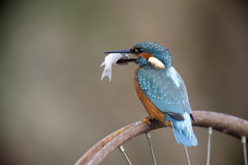European kingfisher, Alcedo atthis