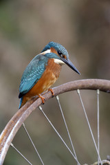 European kingfisher, Alcedo atthis