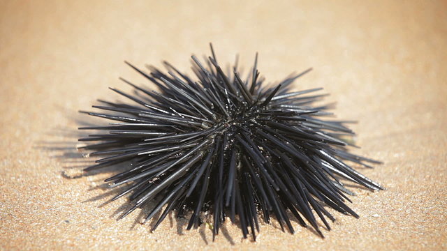 Live sea urchin moves on the sand beach close-up