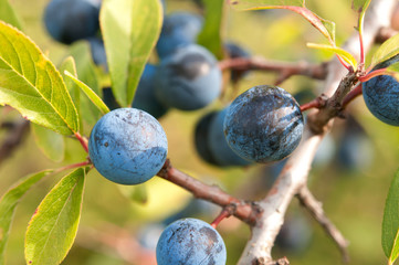 blackthorn