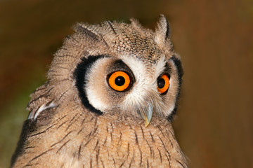 Obraz premium White-faced owl (Otis leucotis)