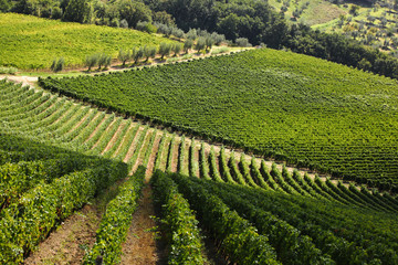 Heart of Tuscany with vineyards in Italy