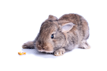 Adorable rabbit isolated on a white background