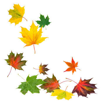 fallende Herbstbl&auml;tter vor wei&szlig;em Hintergrund