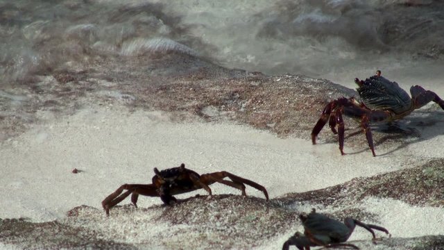 Crabs on the coast of the Maldives