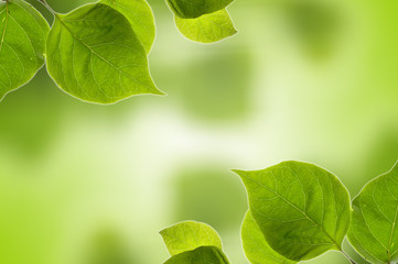 fresh and green leaves