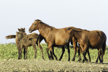 wild horses in the Danube Delta, Romania