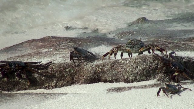 Crabs on the coast of the Maldives