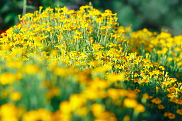 Yellow flowers in a meadow as a texture