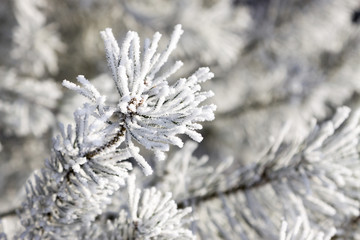 frost on the needles