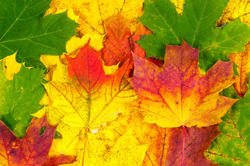 Naklejka na ściany i meble beautiful background of autumn leaves