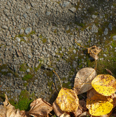 Autumn foliage on moss