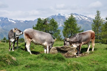 Fototapeta premium Kühe in Südtirol