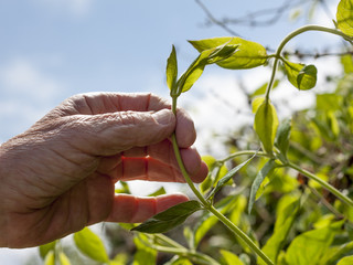 Gardener's hand holding a creeping plant
