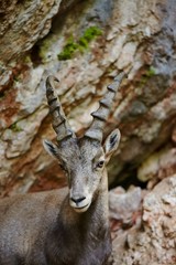 Alpine Ibex