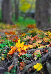 Autumn leaves in forest
