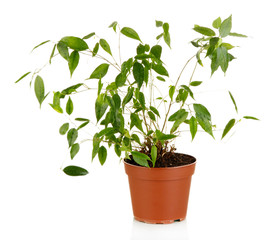 Ficus Benjamin in  flowerpot, isolated on white