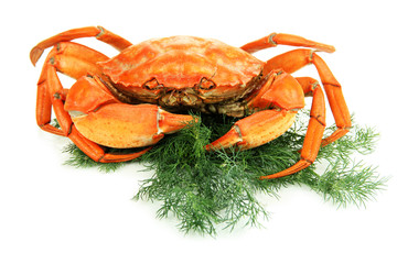 Boiled crab isolated on white